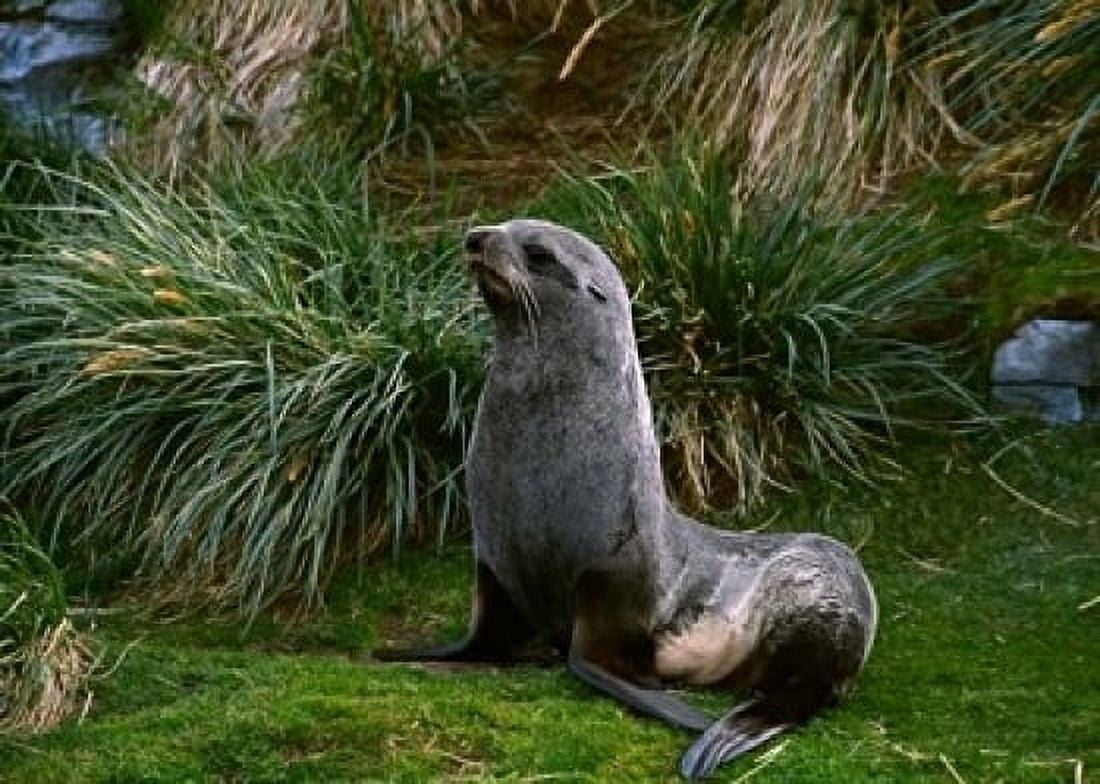 South Georgia Island Southern Fur seal Canvas Art - Charles Sleicher DanitaDelimont (24 x 18)