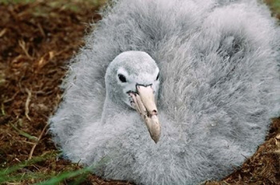 South Georgia Island Southern Giant Petrel bird Canvas Art - Charles Sleicher DanitaDelimont (24 x 15)