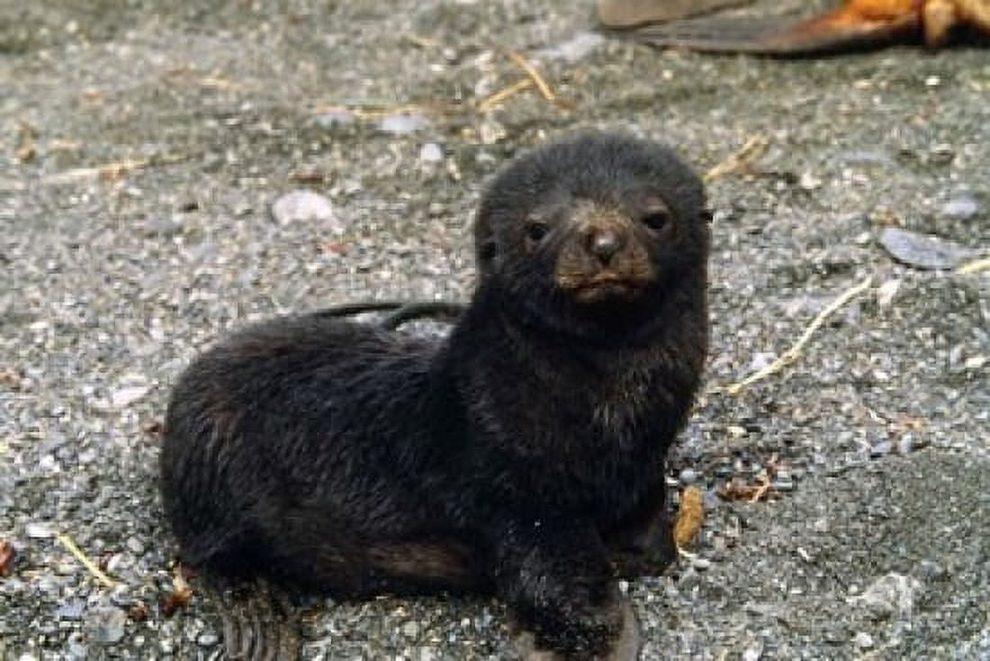 South Georgia Island Southern fur seal pup Canvas Art - Charles Sleicher DanitaDelimont (47 x 32)