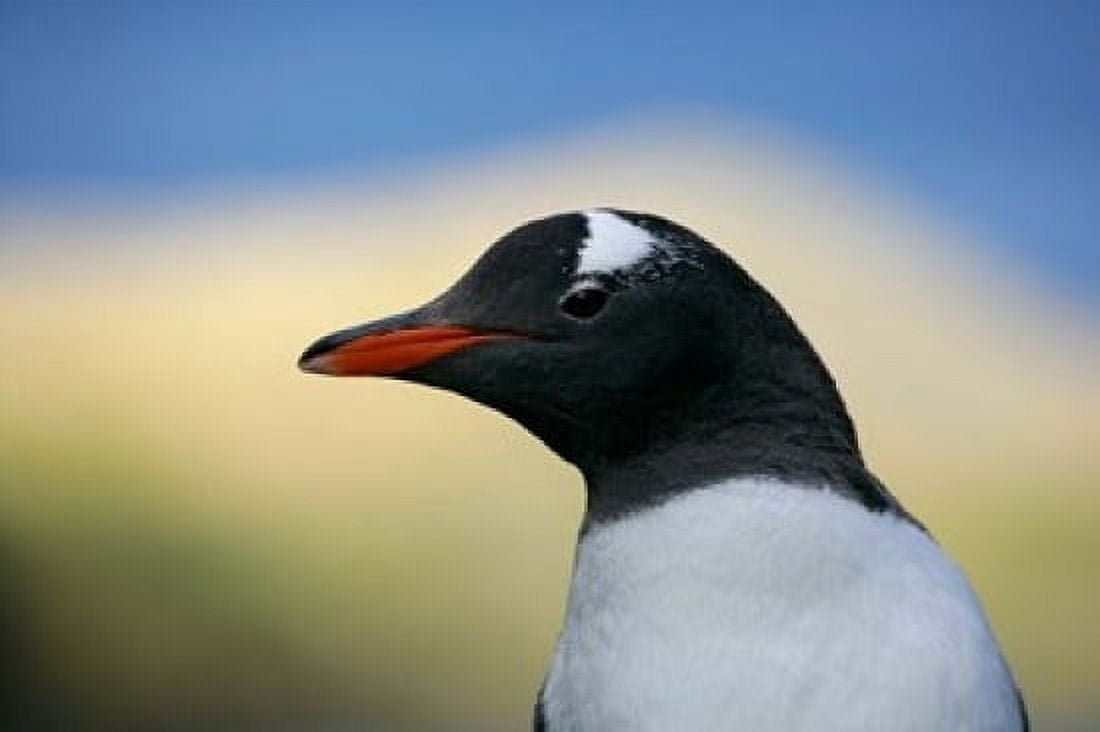 South Georgia Island Stromess Bay Gentoo penguin Canvas Art - Jaynes Gallery DanitaDelimont (34 x 23)