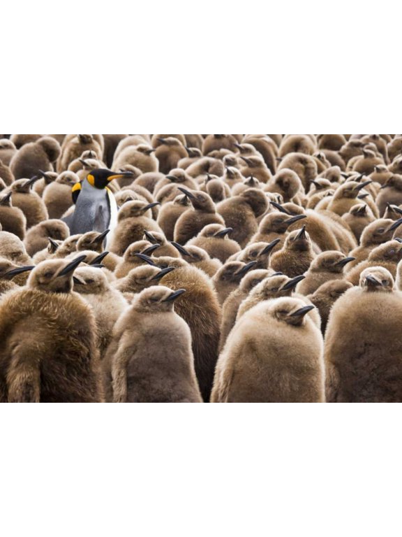 South Georgia Island Young king penguin chicks by Don Paulson (24 x 15)