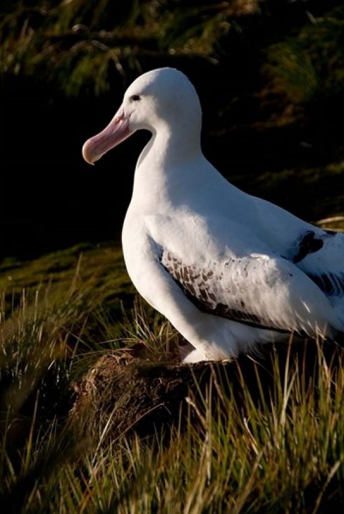 South Georgia Prion Wandering albatross bird Canvas Art - Cindy Miller Hopkins DanitaDelimont (11 x 17)