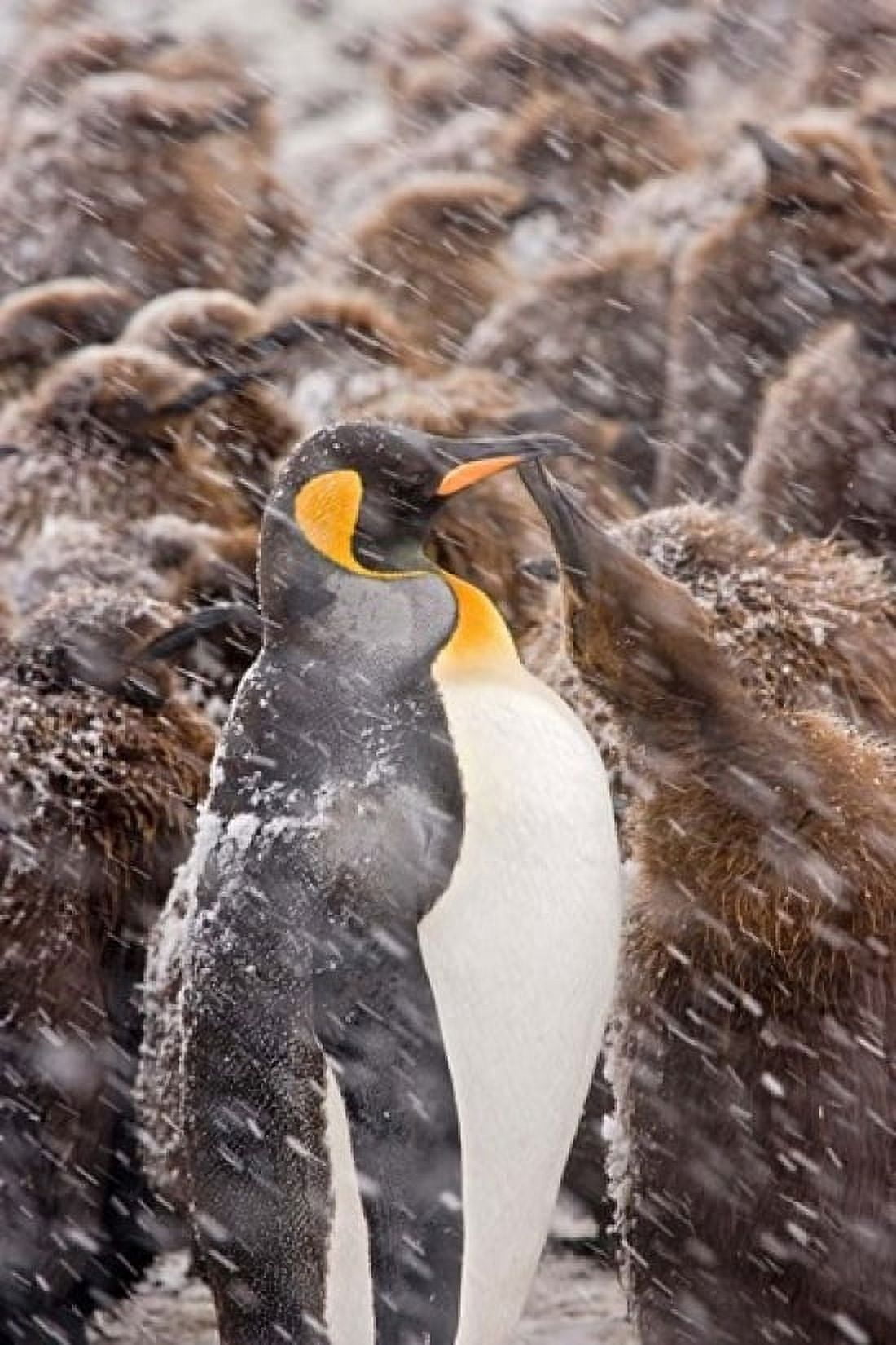 South Georgia Salisbury Plain King penguin Canvas Art - Jaynes Gallery DanitaDelimont (23 x 34)