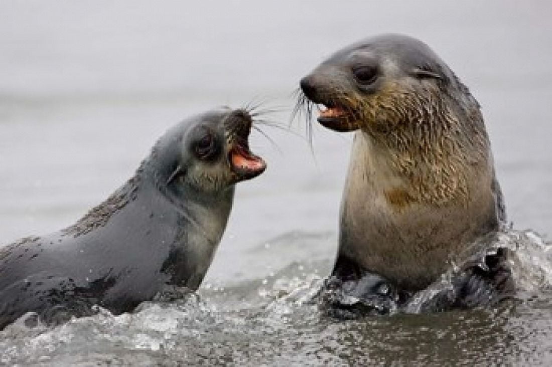 South Georgia St Andrews Bay Antarctic Fur Seals Canvas Art - Jaynes Gallery DanitaDelimont (34 x 23)