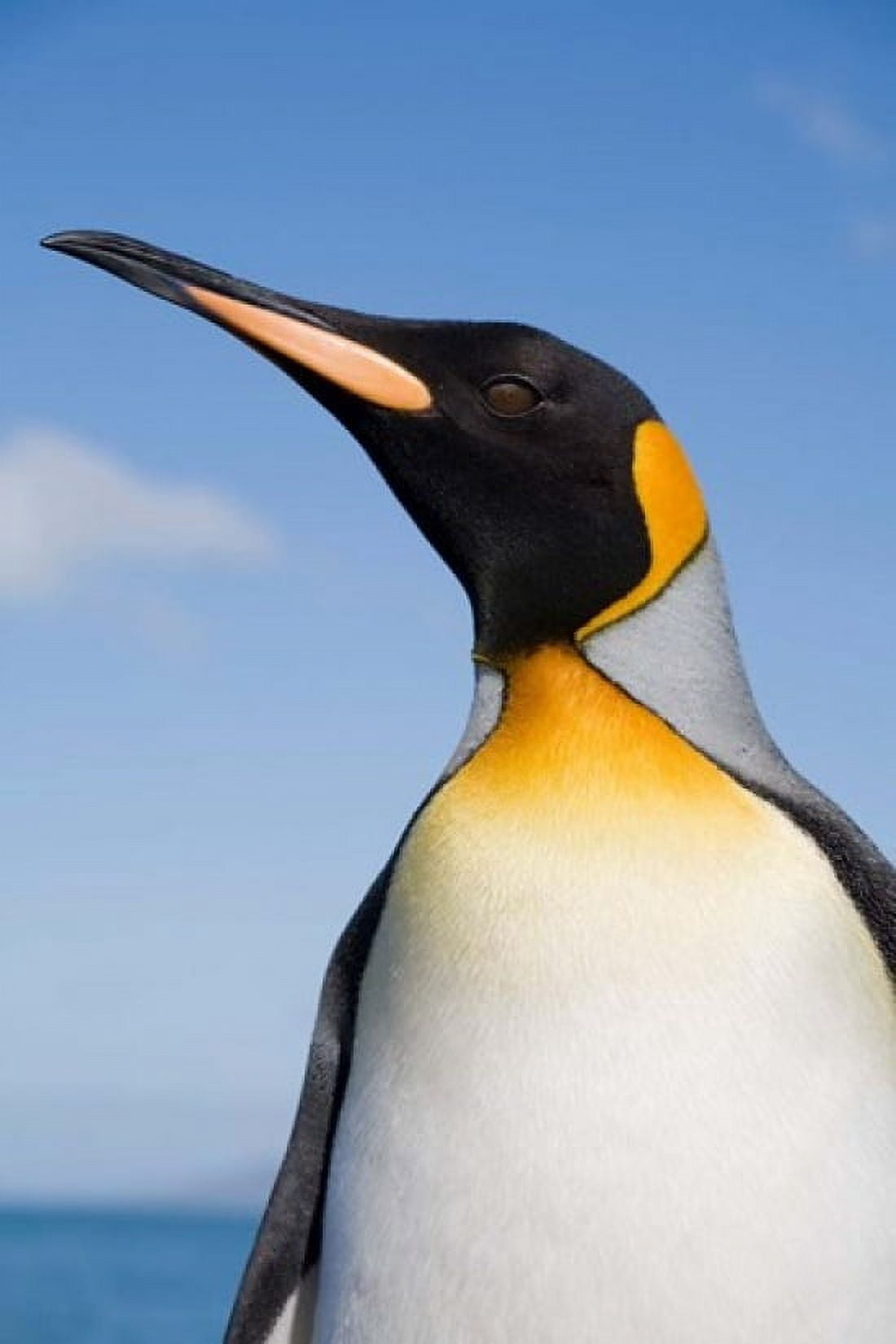 South Georgia St Andrews Bay King Penguin rookery Canvas Art - Paul Souders DanitaDelimont (23 x 35)