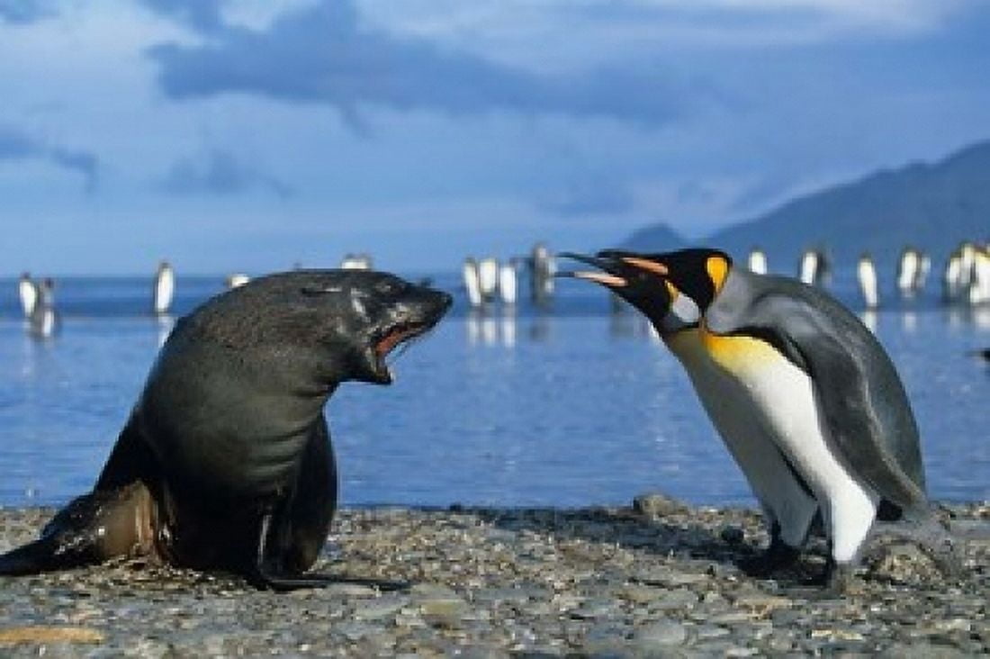 South Georgia St Andrews Bay King Penguins Fur Seal Canvas Art - Paul Souders DanitaDelimont (24 x 15)