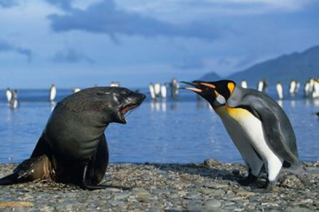 South Georgia St Andrews Bay King Penguins Fur Seal Canvas Art - Paul Souders DanitaDelimont (35 x 23)