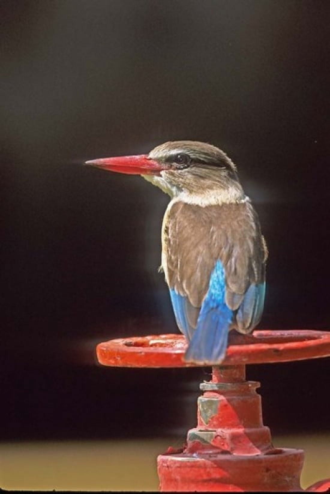 South Kruger NP Brown-hooded kingfisher Canvas Art - Jaynes Gallery DanitaDelimont (11 x 17)