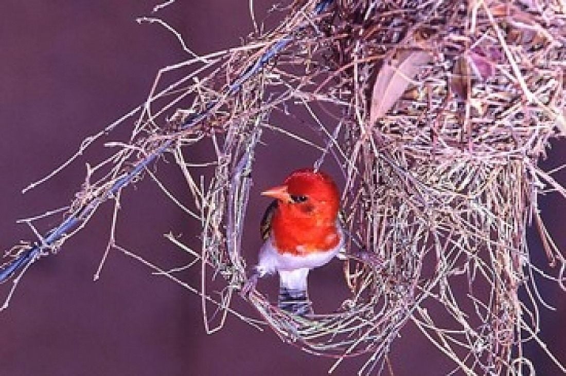 South Kruger NP Redheaded weaver bird nest Canvas Art - Jaynes Gallery DanitaDelimont (17 x 11)