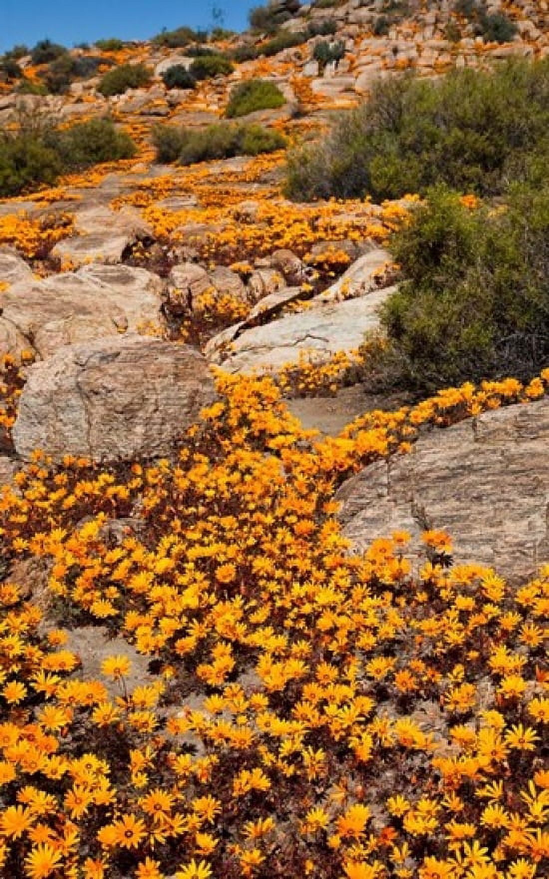 South Namaqualand Orange wildflower blossoms Canvas Art - Jaynes Gallery DanitaDelimont (11 x 17)