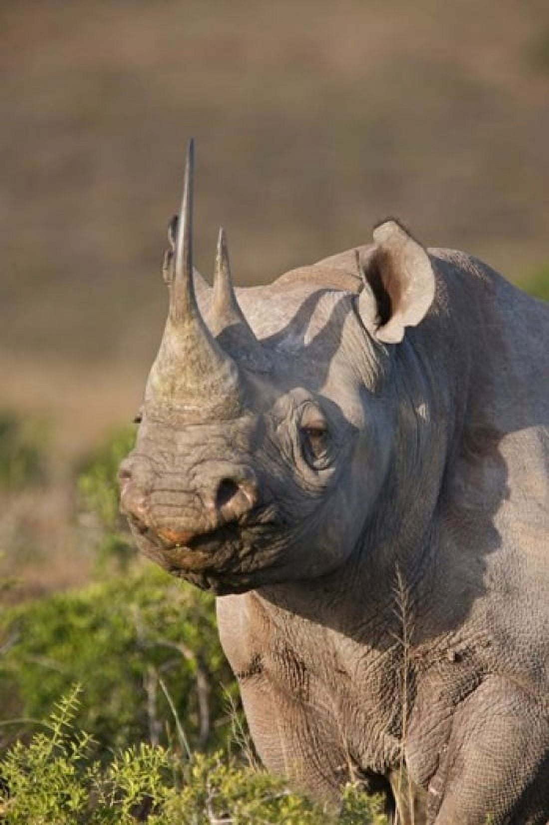 South Port Elizabeth Shamwari GR Black rhinoceros Canvas Art - Jaynes Gallery DanitaDelimont (23 x 34)