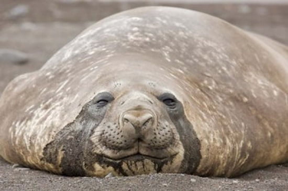 South Shetland Islands Southern elephant seal Canvas Art - Jaynes Gallery DanitaDelimont (24 x 15)