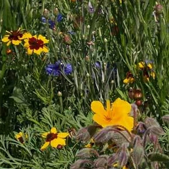 Southeast Wildflower Seed Mix - 7 Grams - Covers ~50 Sq. Ft. - Non-GMO, Open Pollinated - Mix of Annuals & Perennials - Southeastern USA Region