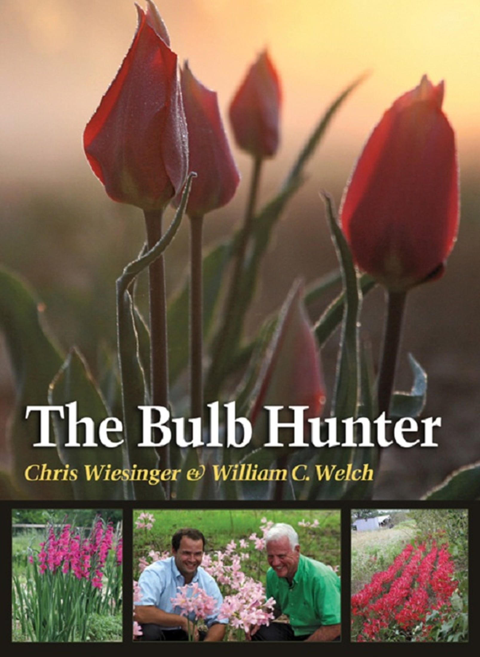 Southern Bulbs The Bulb Hunter Spider Lily Plant Bulbs