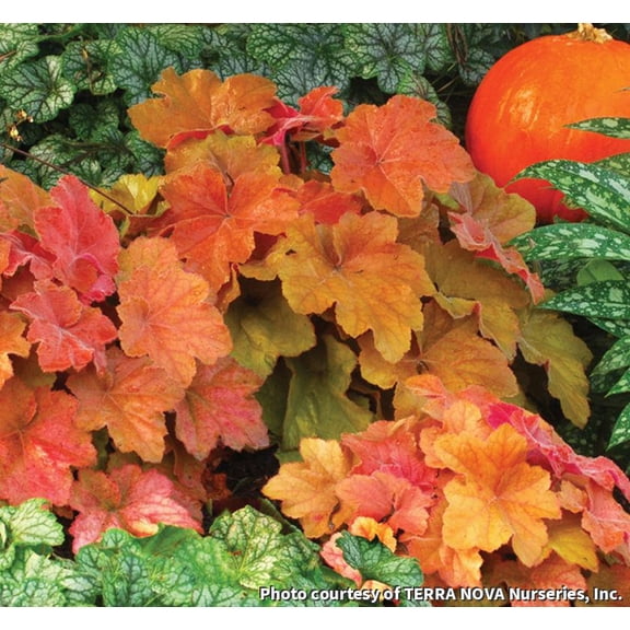 Southern Comfort Coral Bells - 1 Gallon Perennial