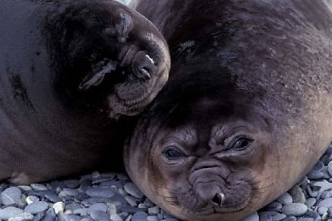Southern Elephant Seal South Georgia Island Antarctica Canvas Art - Art Wolfe DanitaDelimont (24 x 15)