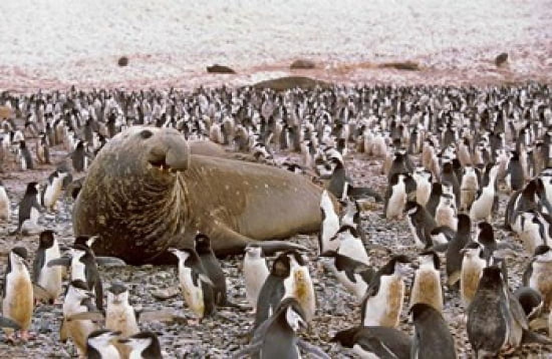 Southern Elephant Seal big bull and chinstrap penguins wildlife South Georgia Canvas Art - Martin Zwick DanitaDelimont (37 x 24)