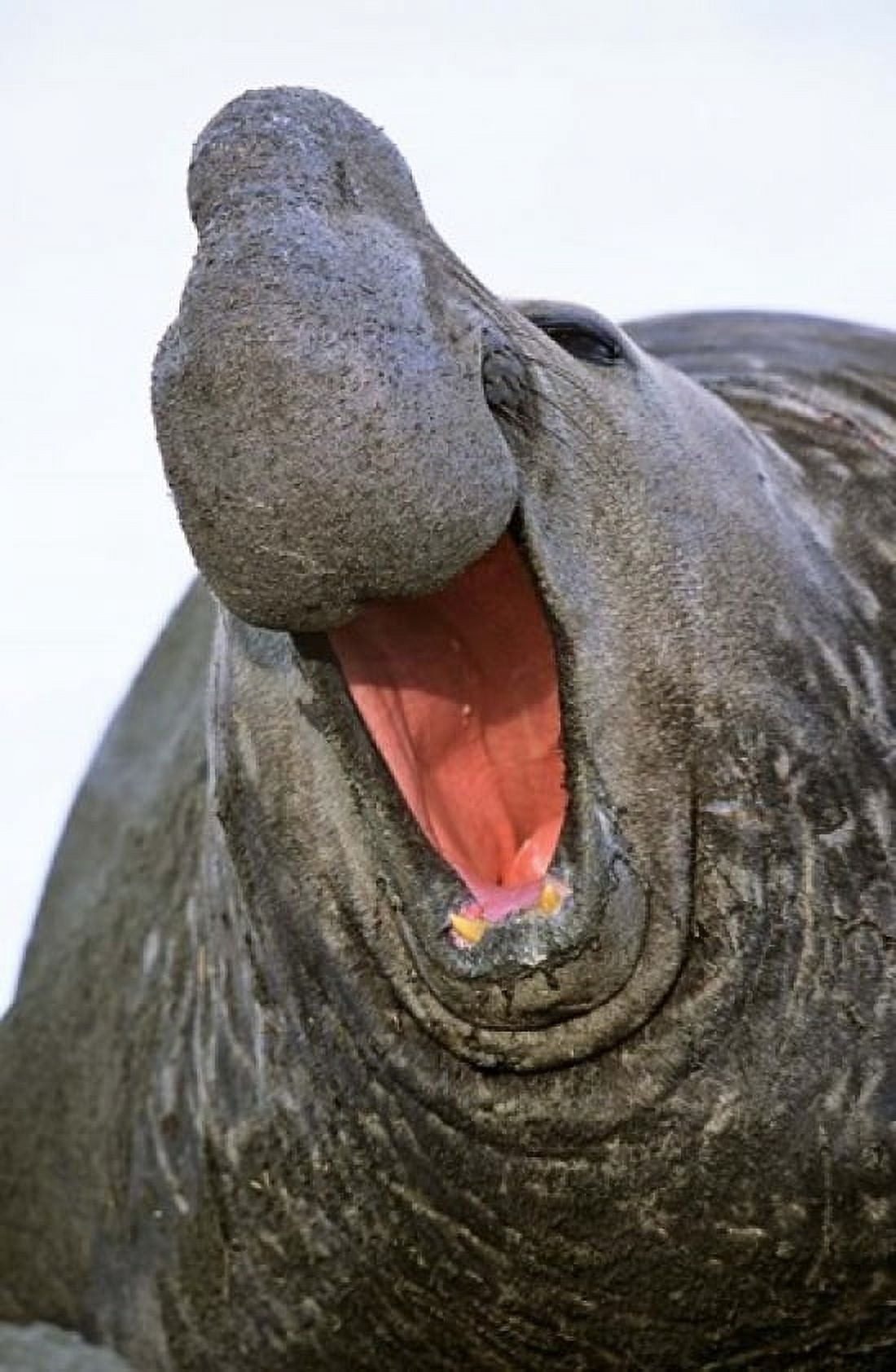 Southern Elephant Seal bull South Georgia Canvas Art - Martin Zwick DanitaDelimont (24 x 37)