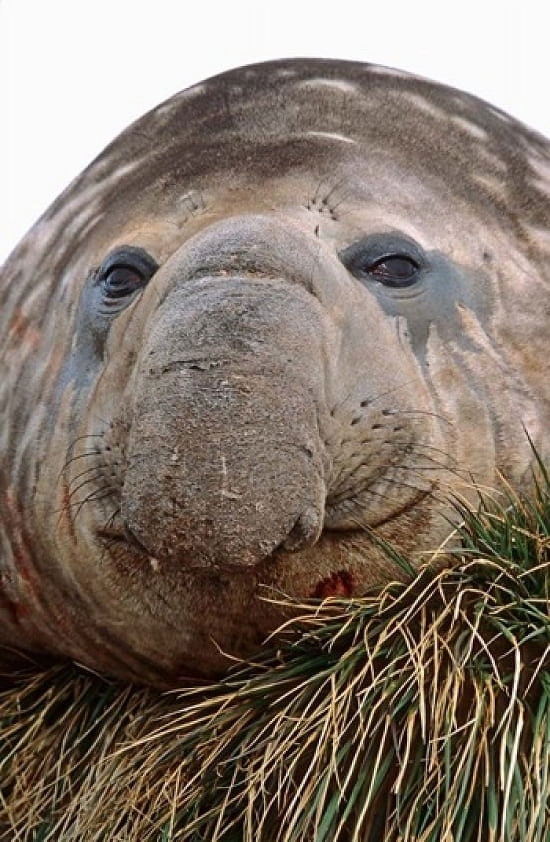 Southern Elephant Seal bull during harem and mating season South Georgia Canvas Art - Martin Zwick DanitaDelimont (12 x 18)