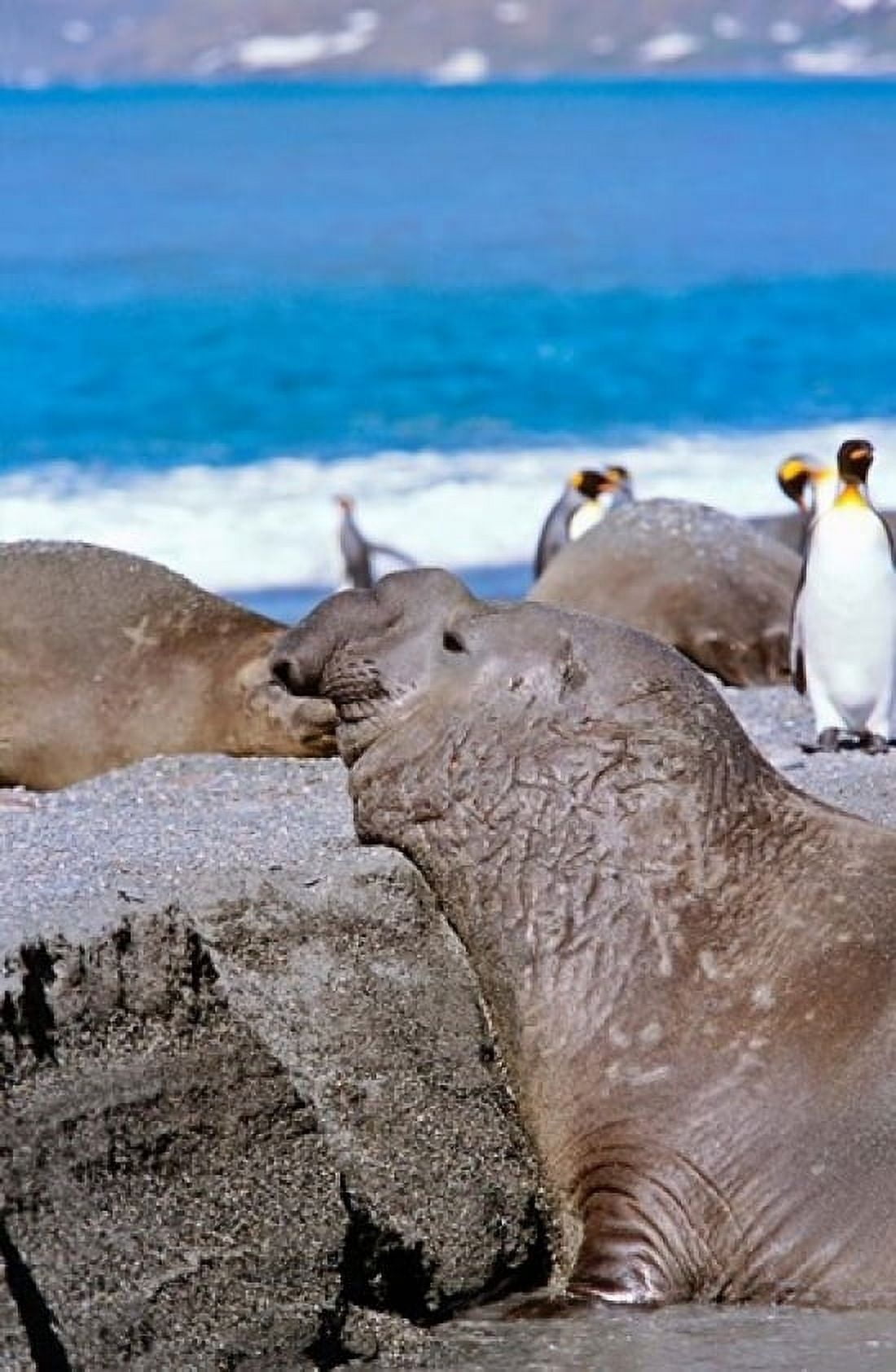 Southern Elephant Seal bull waiting to mate Island of South Georgia Canvas Art - Martin Zwick DanitaDelimont (12 x 18)