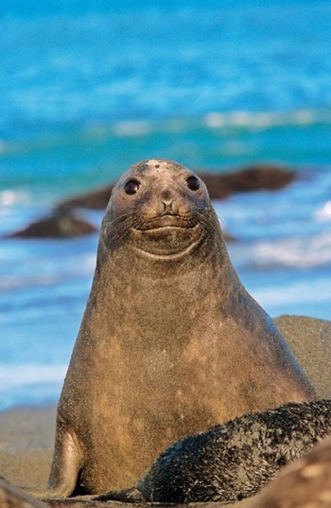 Southern Elephant Seal cow South Georgia Canvas Art - Martin Zwick DanitaDelimont (12 x 18)