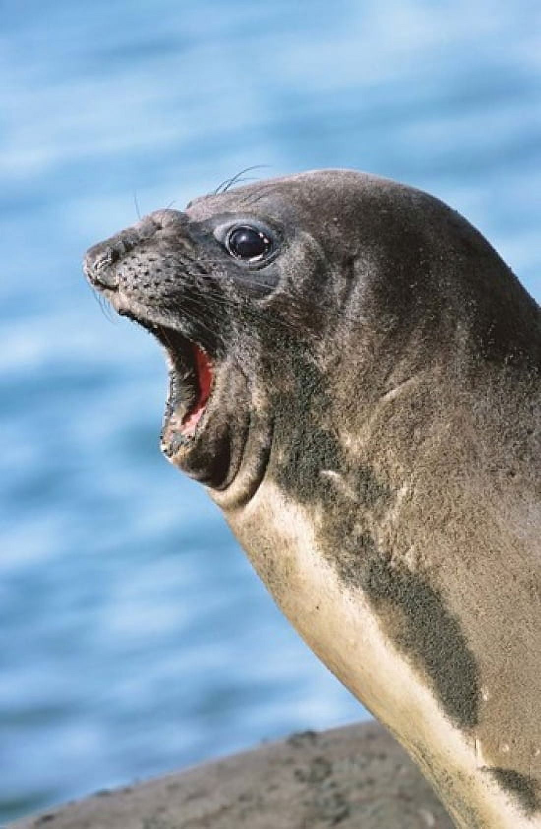 Southern Elephant Seal cow mating season South Georgia Canvas Art - Martin Zwick DanitaDelimont (24 x 37)