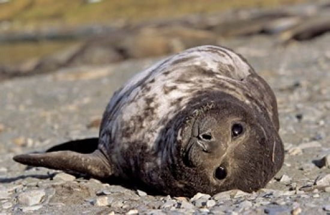 Southern Elephant Seal portrait of pub Island of South Georgia Canvas Art - Martin Zwick DanitaDelimont (37 x 24)