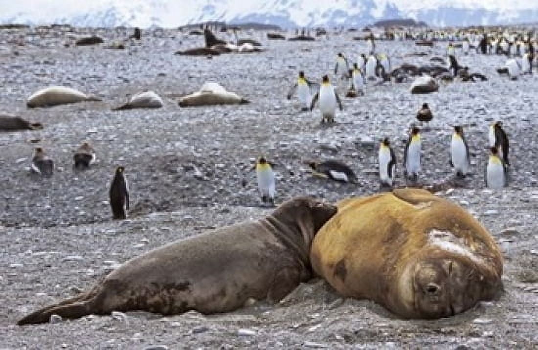 Southern Elephant Seal pub suckling milk from mother Island of South Georgia Canvas Art - Martin Zwick DanitaDelimont (18 x 12)