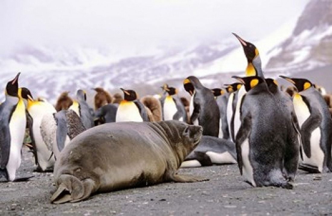 Southern Elephant Seal weaned pup in colony of King Penguins Canvas Art - Martin Zwick DanitaDelimont (18 x 12)