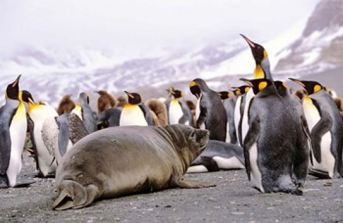 Southern Elephant Seal weaned pup in colony of King Penguins Canvas Art - Martin Zwick DanitaDelimont (37 x 24)