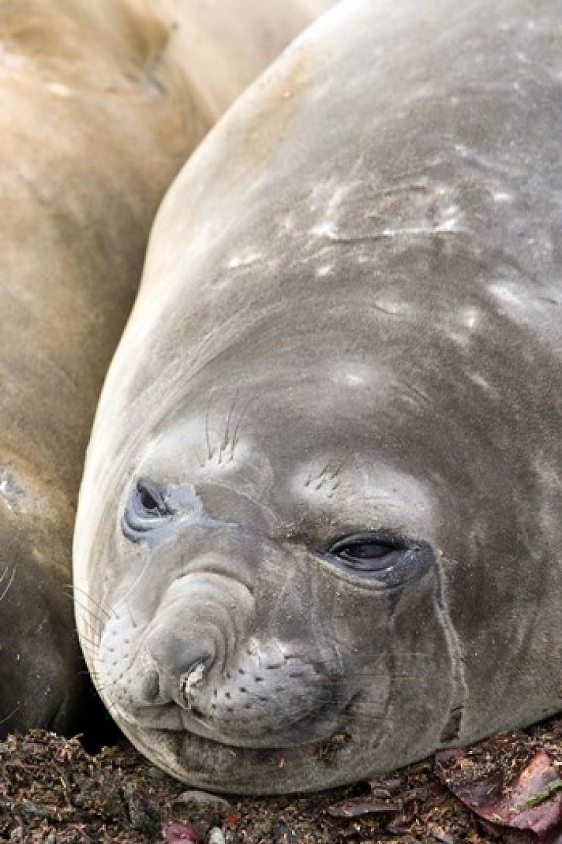 Southern Elephant Seals Antarctica Canvas Art - Michael DeFreitas  DanitaDelimont (11 x 17)