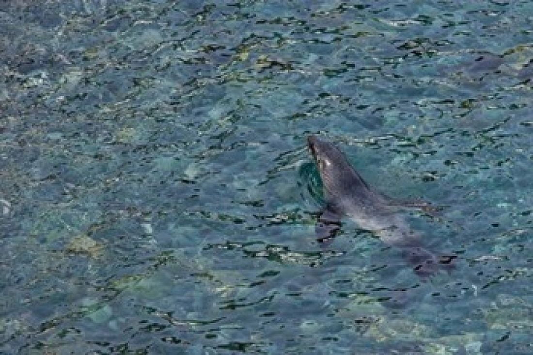 Southern Fur Seal Swimming in Clear Water South Georgia Island Antarctica Canvas Art - Jaynes Gallery DanitaDelimont (17 x 11)