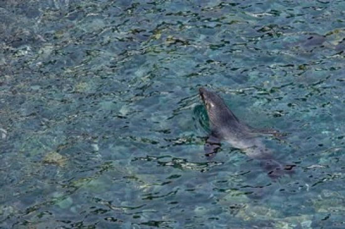 Southern Fur Seal Swimming in Clear Water South Georgia Island Antarctica Canvas Art - Jaynes Gallery DanitaDelimont (34 x 23)