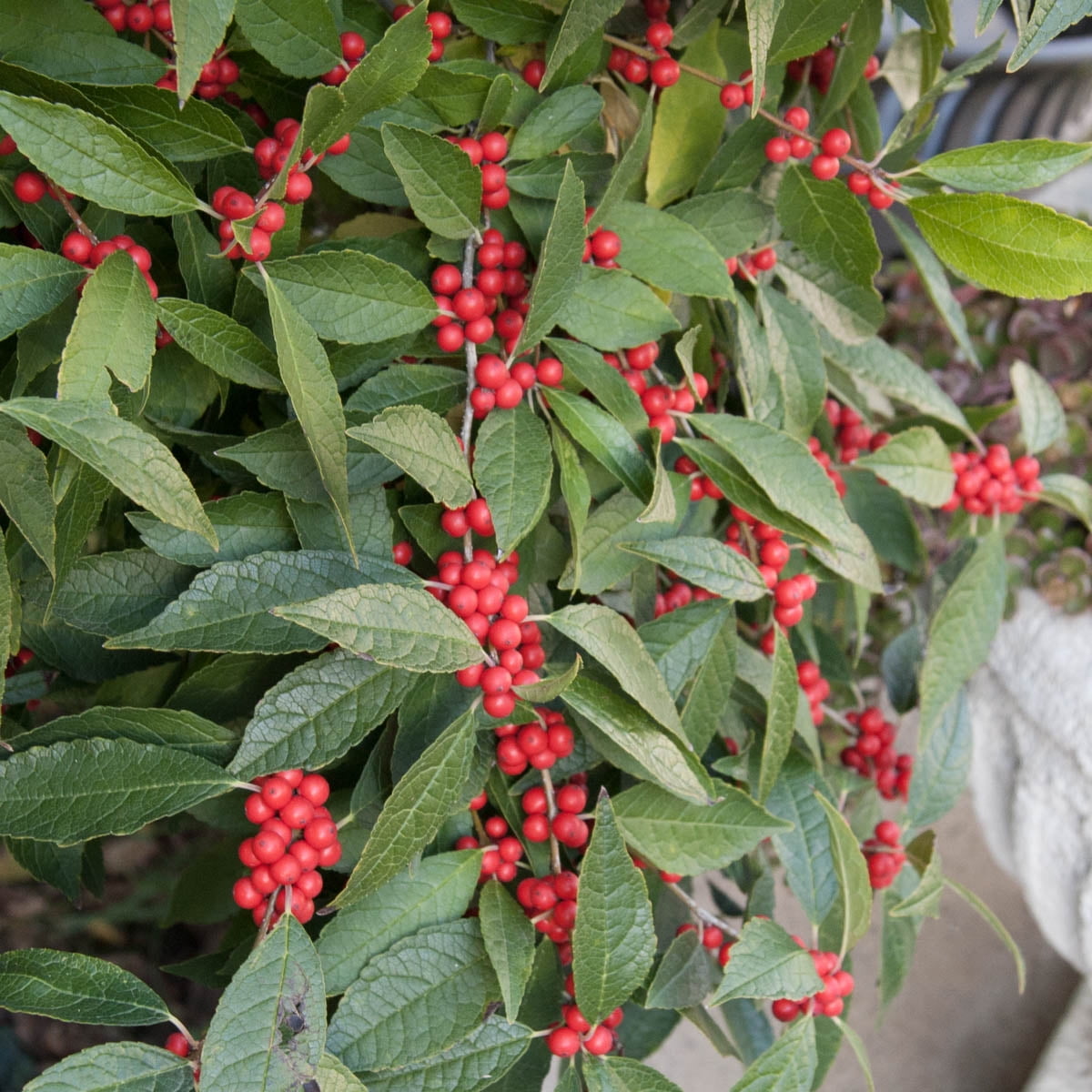 Southern Gentleman Winterberry Dormant Bare Root Flowering Starter Shrub (1-Pack)