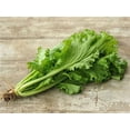 thumbnail image 1 of Southern Giant Mustard Green Seeds - 500 Count Seed Pack - Upright, Vigorous Hardy Plants with a mild mustardy Flavor. - Country Creek LLC, 1 of 1
