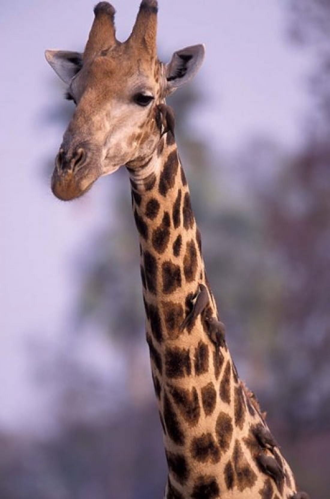 Southern Giraffe South Africa Canvas Art - Gavriel Jecan DanitaDelimont (24 x 35)