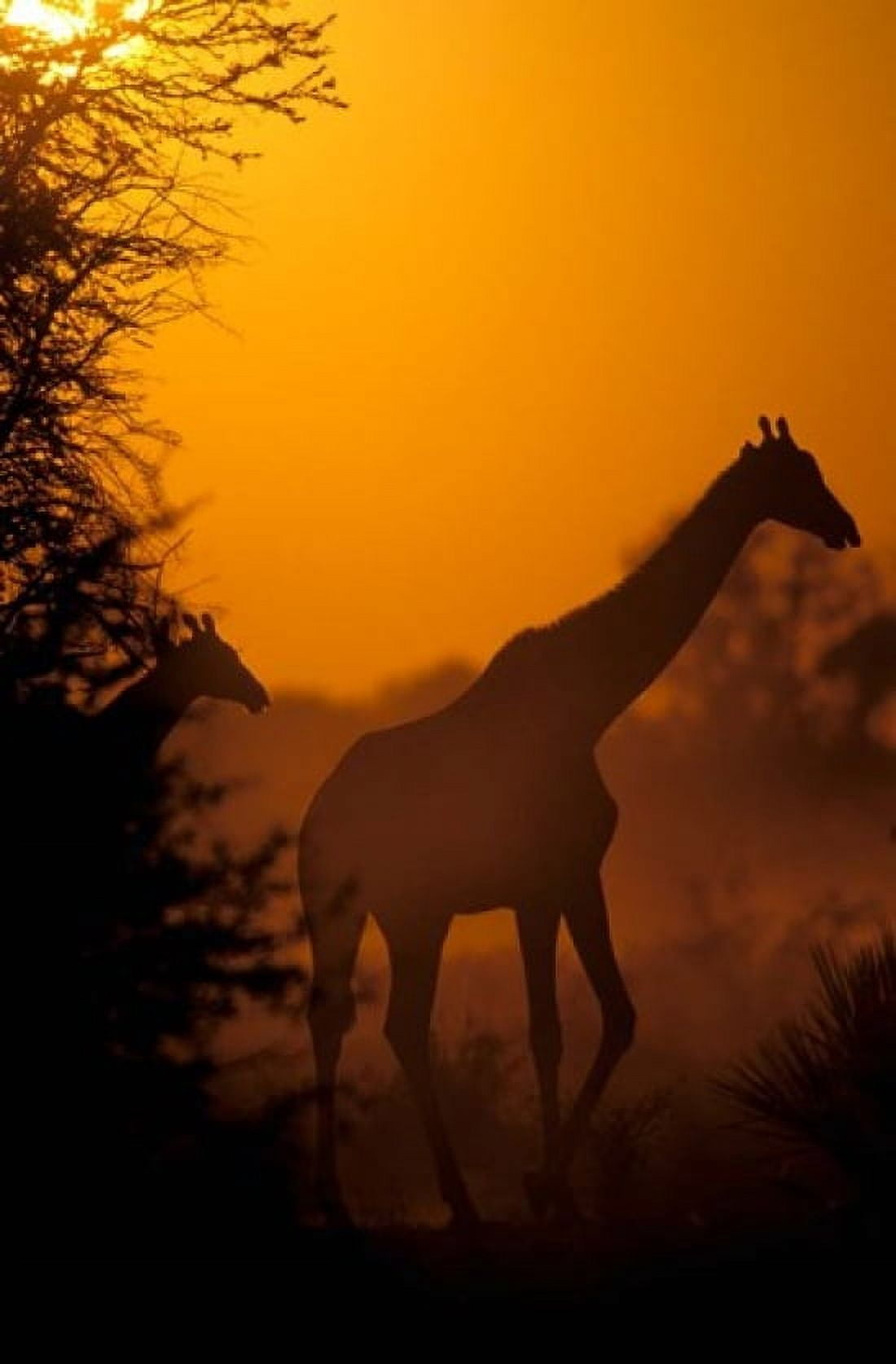 Southern Giraffe and Acacia Tree Moremi Wildlife Reserve Botswana Canvas Art - Pete Oxford DanitaDelimont (23 x 35)