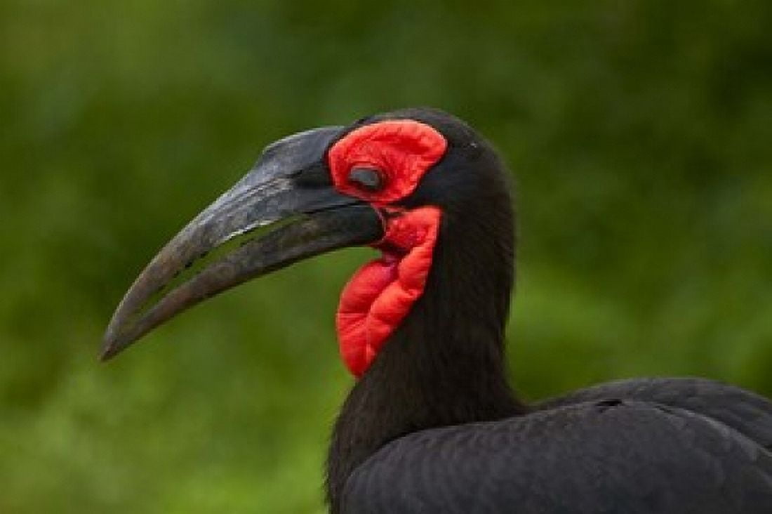 Southern Ground Hornbill Bucorvus leadbeateri Kruger NPSouth Africa Canvas Art - David Wall DanitaDelimont (35 x 24)