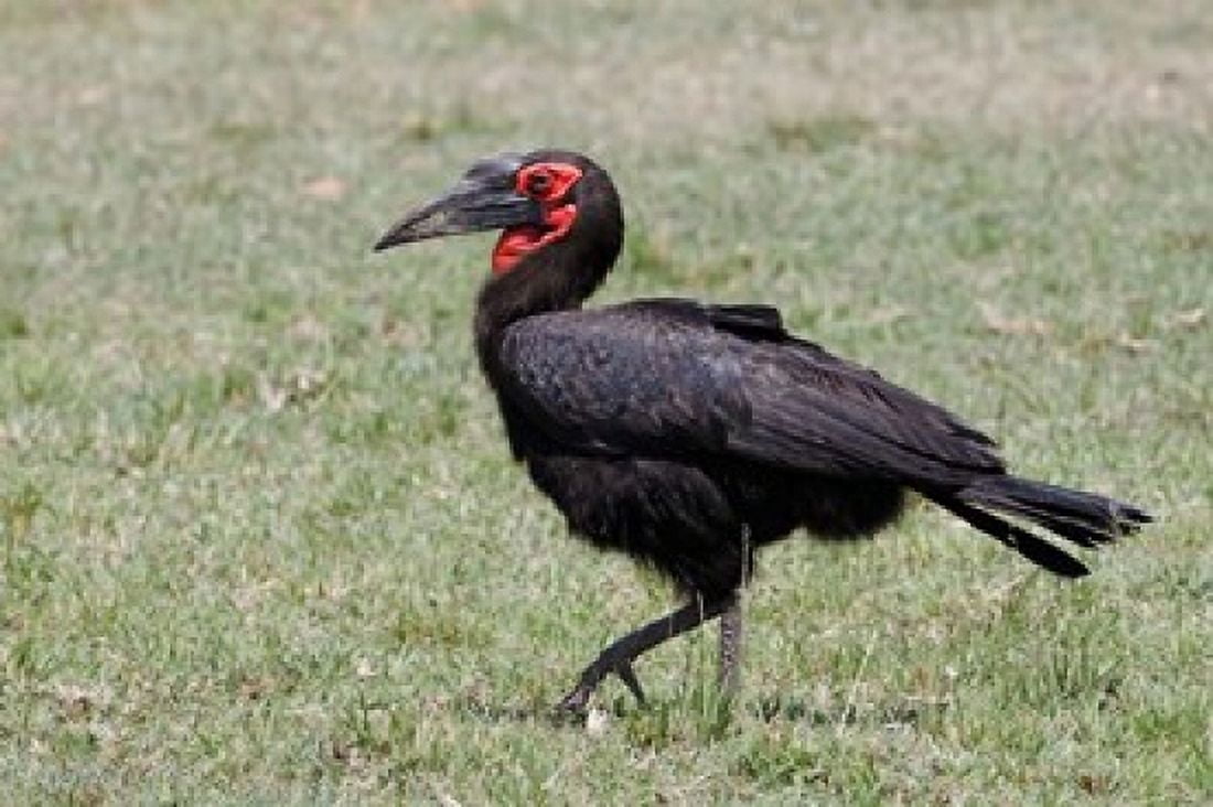 Southern Ground Hornbill bird Maasai Mara Kenya Canvas Art - Adam Jones DanitaDelimont (35 x 23)