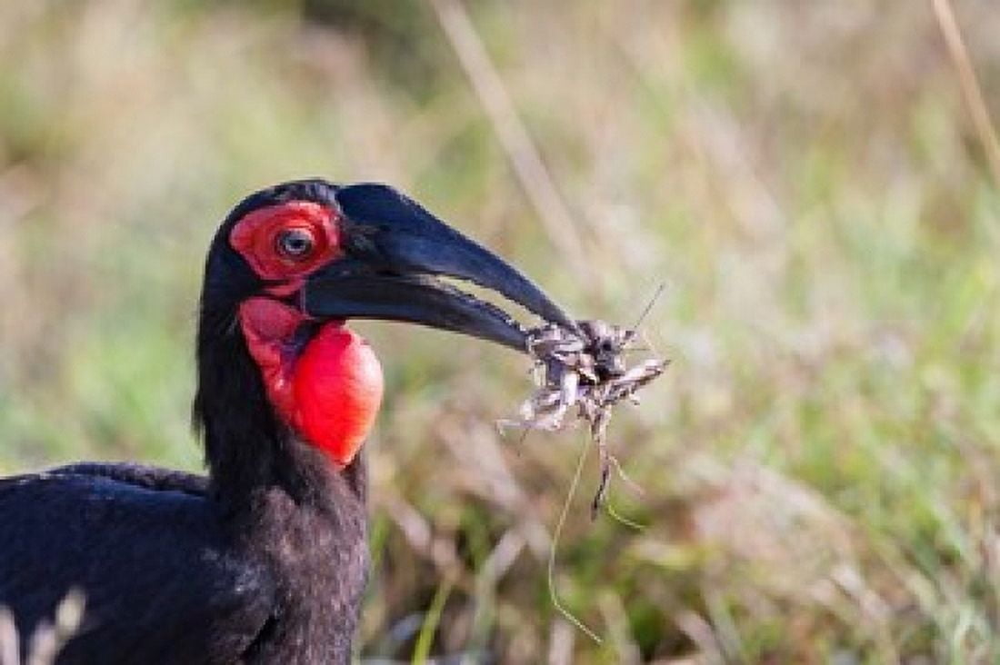 Southern Ground Hornbill foraging Maasai Mara Kenya Canvas Art - Martin Zwick DanitaDelimont (38 x 25)