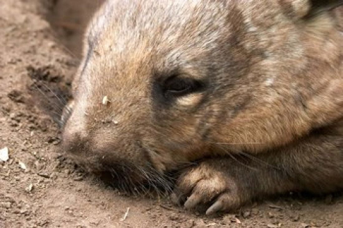 Southern Hairy Nosed Wombat Australia Canvas Art - David Wall DanitaDelimont (26 x 17)