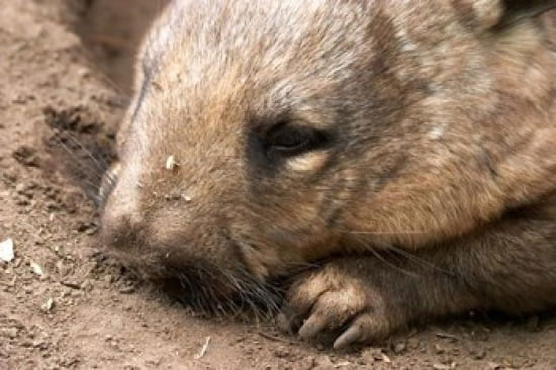Southern Hairy Nosed Wombat Australia Canvas Art - David Wall DanitaDelimont (36 x 24)