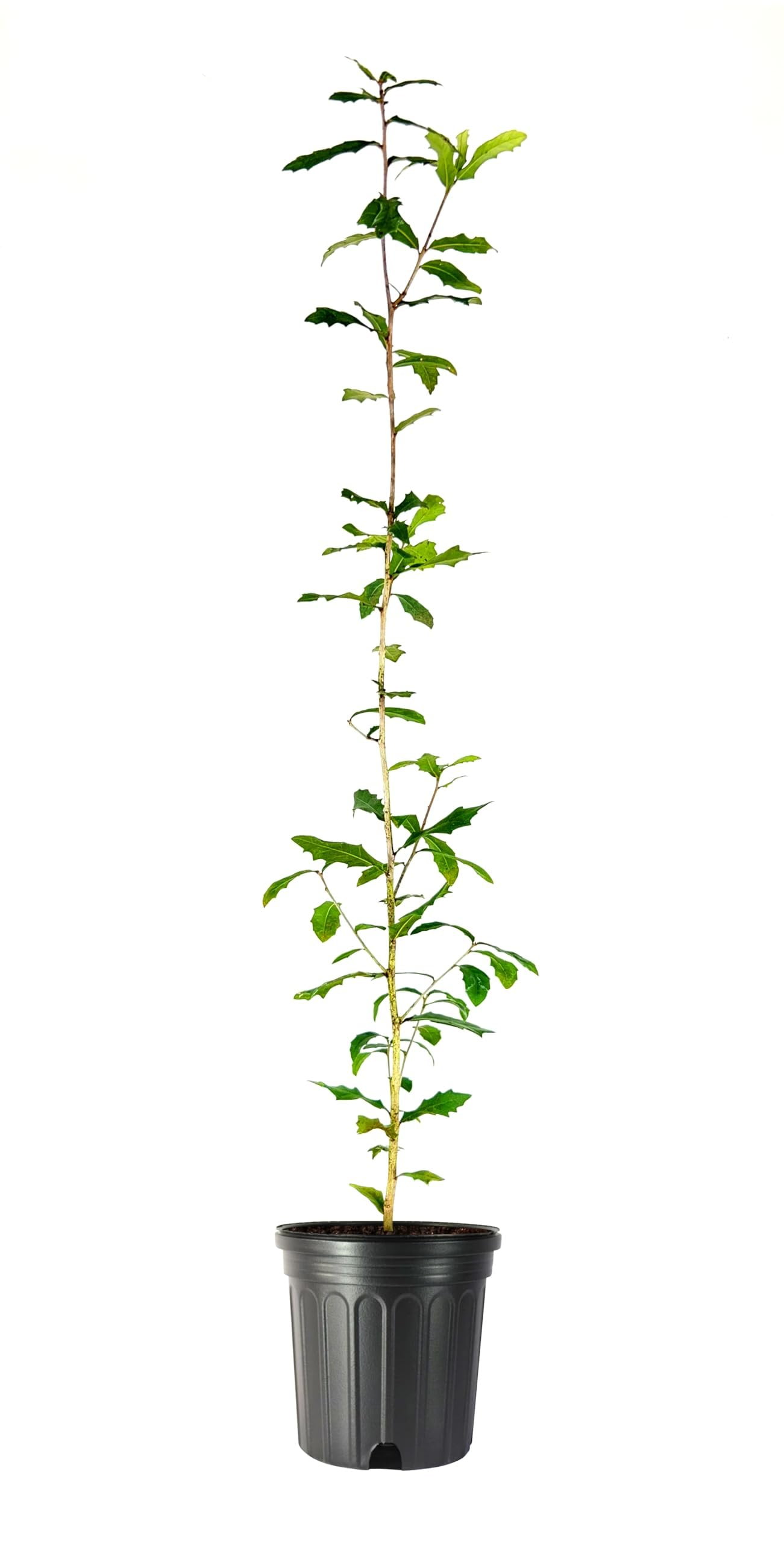 Southern Live Oak 3 Large Gallon Size Pots Quercus Virginiana Majestic ...