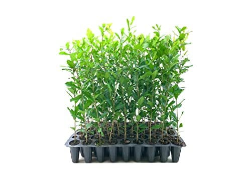Southern Live Oak Tree  Quercus Virginiana  10 Live Plants  Durable Picturesque Shade Tree  Dark Green Foliage