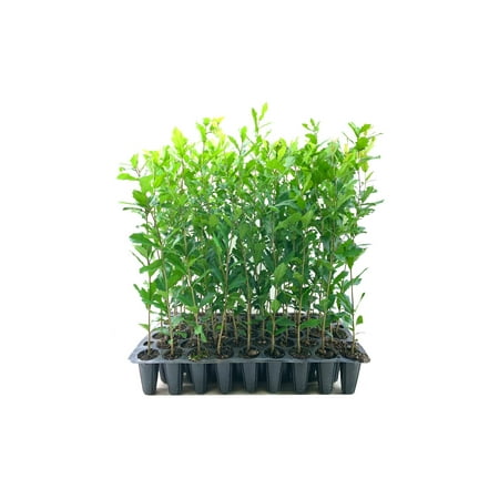 Southern Live Oak Tree Quercus Virginiana 3 Live Plants Durable Picturesque Shade Tree Dark Green Foliage