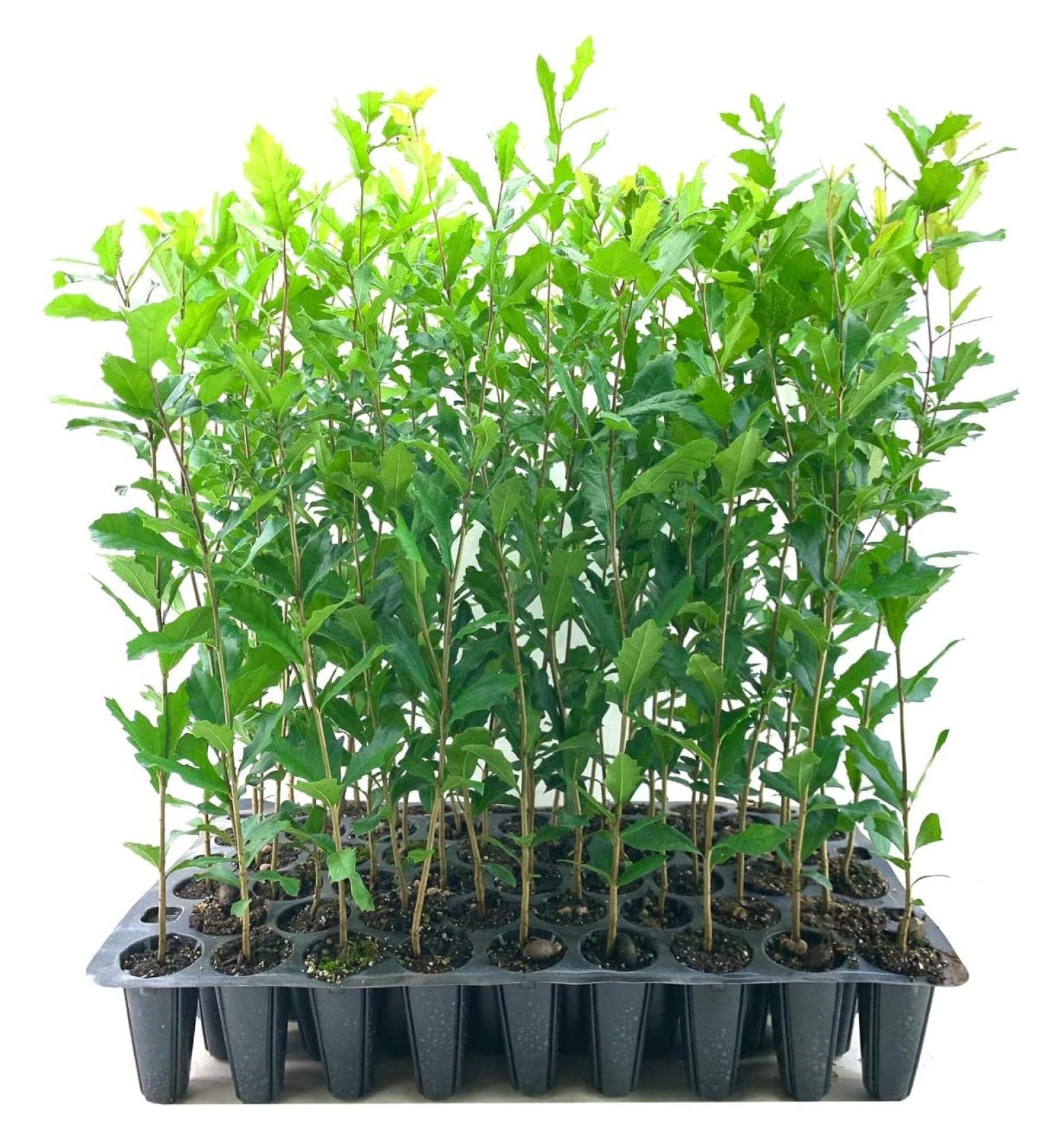 Southern Live Oak Tree Quercus Virginiana 30 Live Plants Durable