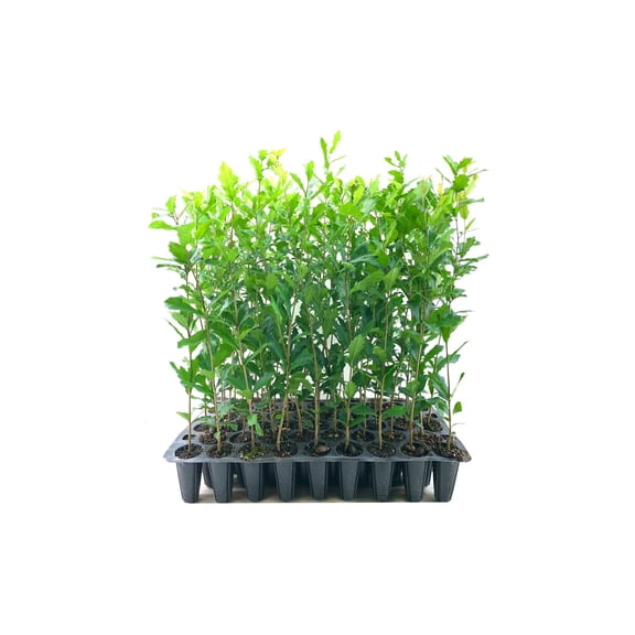Southern Live Oak Tree  Quercus Virginiana  50 Live Plants  Durable Picturesque Shade Tree  Dark Green Foliage