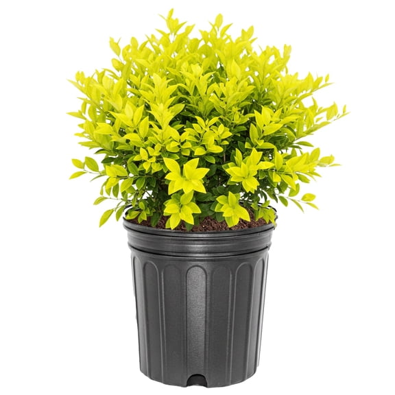 Southern Living 1-1.5 ft Ligustrum - Southern Living Sunshine Live Shurb in 3- Gallon Grower Pot