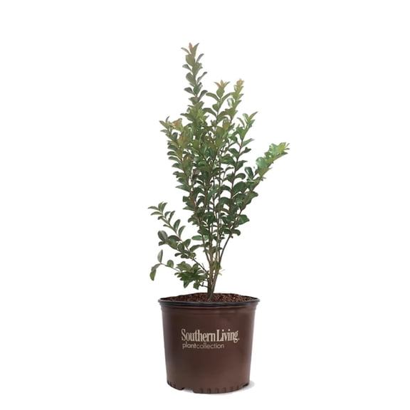 Southern Living 1.5- 2 ft tall Miss Sandra Crape Myrtle Live Tree in 3-Gallon Grower Pot