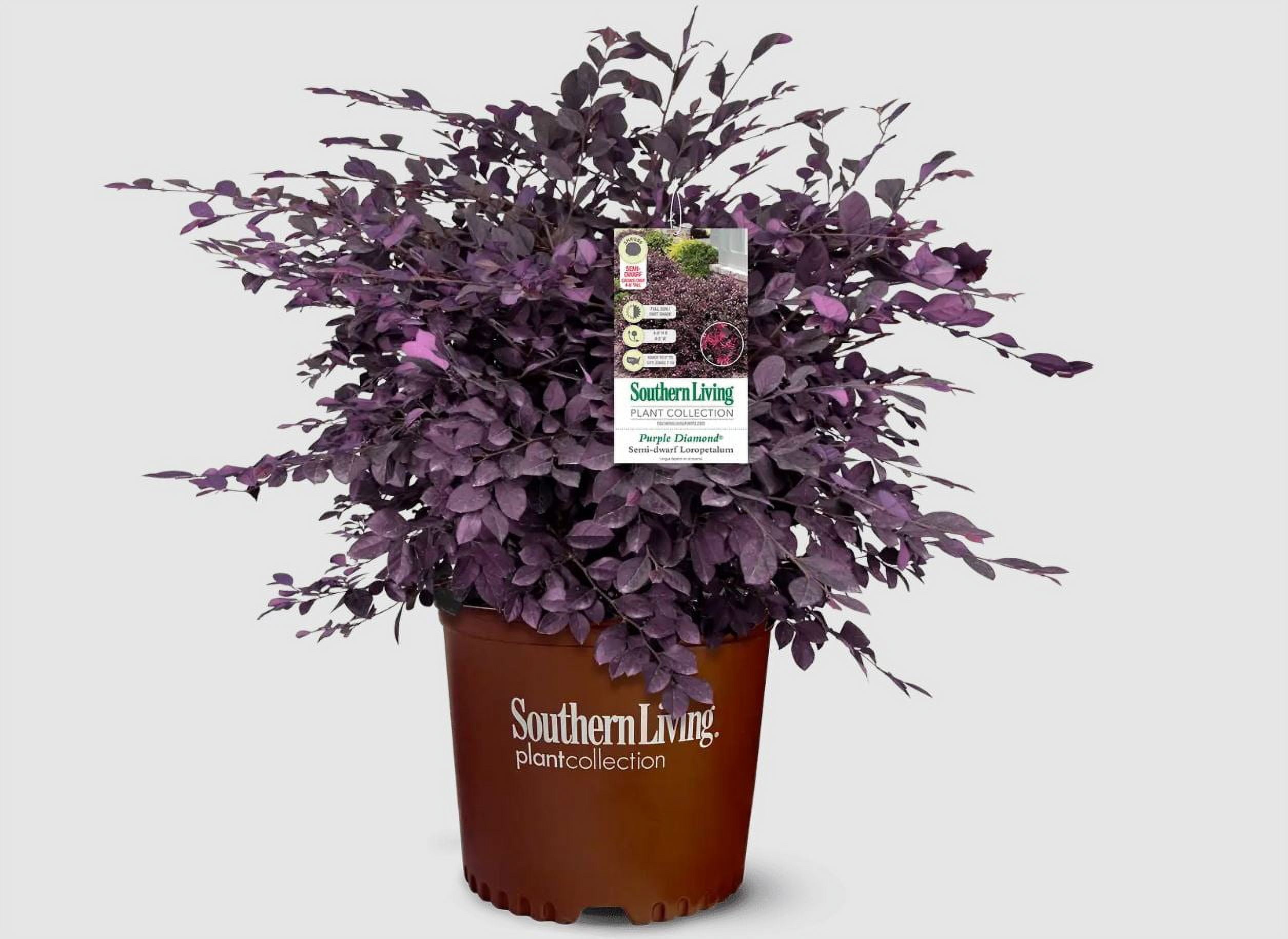Southern Living 1gal Purple Loropetalum Diamond Live Shrub Plant Sun